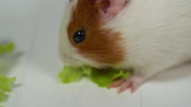 Closeup view of cute home pet white and brown guinea pig of two month old eating green salad leaves with appetite. Real time 4k video footage.