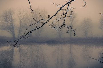 ramas de un árbol en invierno con un fondo de bosque con niebla