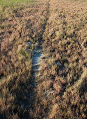 The path in the dry grass in the field