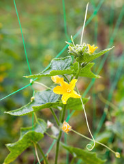 Cucumber plant. Yellow flowers and green leaves