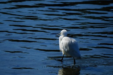 egret in water