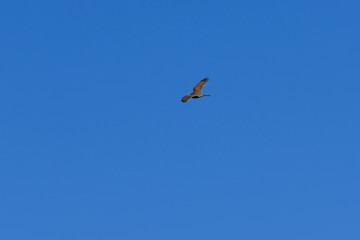 common buzzard in flight