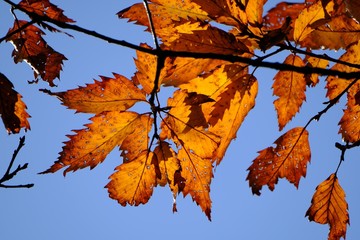 autumn red leaves