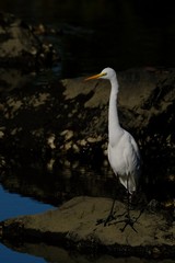 egret in water