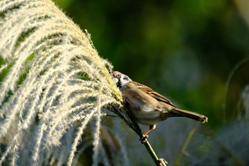 sparrow in forest