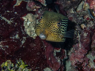 Naklejka na ściany i meble Female solar boxfish (Ostracion solorensis) hiding under a coral
