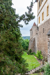 pine tree and old stone wall