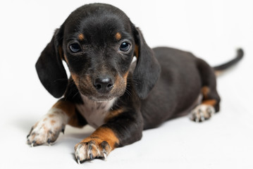 dog on white background