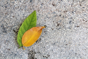 Leaf