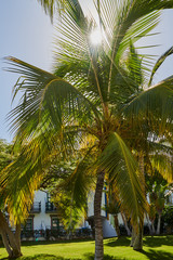 Palme im Gegenlicht der Sonne