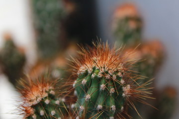 Cactus