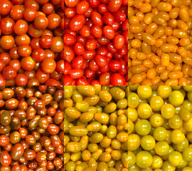 Collection of different varieties of tomatoes