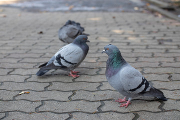 Fototapeta premium Flock of pigeons on the pavement in the park. Tame and peaceful.