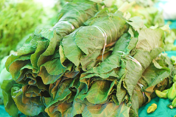 Cabbage in the Free Fair