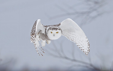 Snowy owl (Bubo scandiacus) flying low and hunting over a snow covered field in Ottawa, Canada