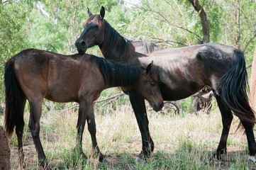 Naklejka premium Wild Horse Australia 