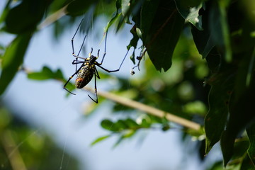 spider on leaf