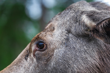 Sweden autumn nature