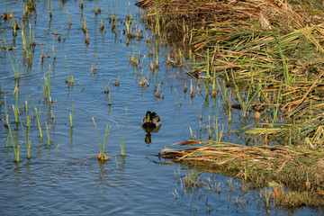 duck