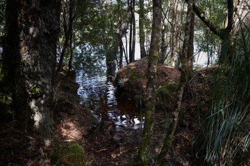 Scenes from Corinna and the Tarkine Ranges, Tasmania, Australia