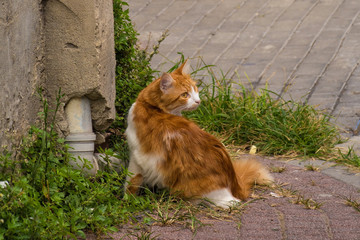 Fototapeta premium One of Istanbuls numerous street cats in the Balat district