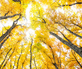 Yellow trees against the sky