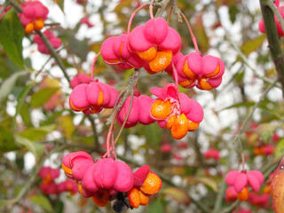Euonymus europaeus 
