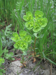 Euphorbia helioscopia