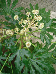 Fatsia japonica