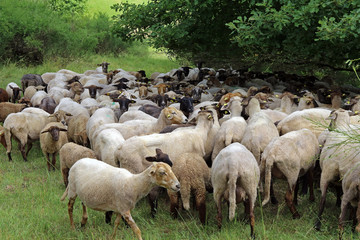 Obraz premium Schafherde