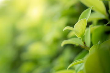 Closeup beautiful view of nature green leaves on blurred greenery tree background with sunlight in public garden park. It is landscape ecology and copy space for wallpaper and backdrop.