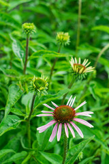 Echinacea purpurea (eastern purple coneflower), starting to bloom