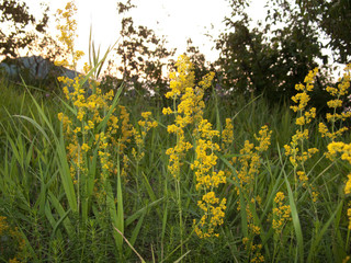 Galium verum