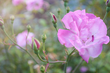 Fototapeta premium バラ Rose