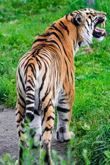 Siberian tiger, (Panthera tigris altaica), back view with open mouth