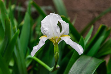 Iris orjenii, the Orjen Iris flower blooming, with green leaves background