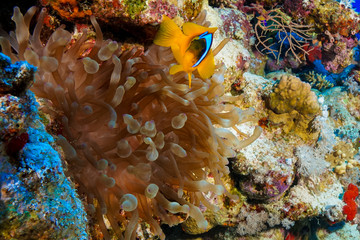Anemone fish and coral at the Red Sea, Egypt
