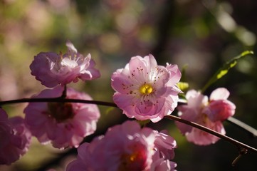 pink almond flowers