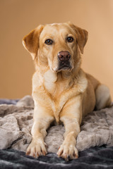 Labrador retriever dog lying on a blanket and looking to camera