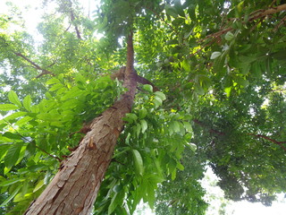Fototapeta premium bright green leaves tree. mahoni is mahogany indonesian name for tree plant spesies switenia macrophylia - Image