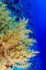 Obraz premium Coral Reef at the Red Sea, Egypt
