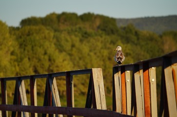 bird on a fence