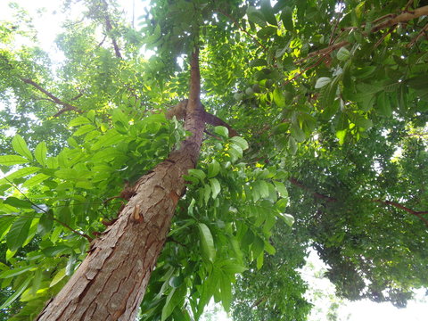bright green leaves tree. mahoni is mahogany indonesian name for tree plant spesies switenia macrophylia - Image