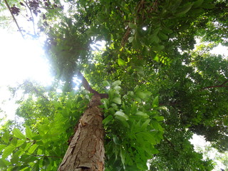 bright green leaves tree. mahoni is mahogany indonesian name for tree plant spesies switenia macrophylia - Image