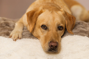 Labrador retriever dog lying on a blanket and looking to camera
