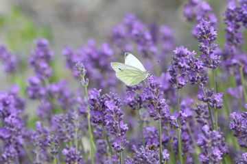 Schmetterling lavendel - obrazy, fototapety, plakaty