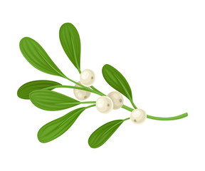 Mistletoe Evergreen Festive Twig Vector Illustration. Seasonal Ornament Concept