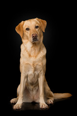 Labrador retriever dog sitting on black background