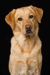 Labrador retriever dog sitting on black background