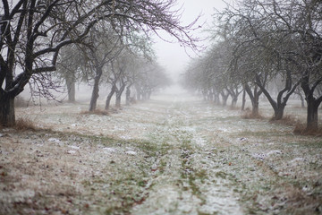 winter / autumn background /  foggy snowy garden 